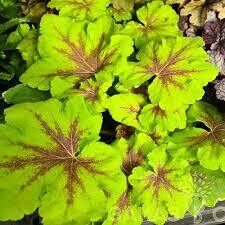   № 252  Art Nouveau